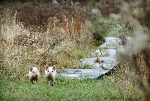 我們的環(huán)境會(huì)好嗎？——“數(shù)說(shuō)”大氣、水、土壤污染防治三大戰(zhàn)役